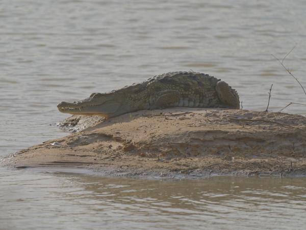 <h3><a href="/trips/gambia/biota/animalia/chordata/crocodylia/crocodylidae/crocodylus niloticus/crocodylus niloticus-nl.html">Crocodylus&nbsp;niloticus</a> / Nile&nbsp;crocodile / Nijl&nbsp;krokodil</h3>OM-1 Mark II met OLYMPUS M.150-400mm F4.5 TC, 1/2000 sec  bij F5.6, ISO 500, afstand 36.6&nbsp;m